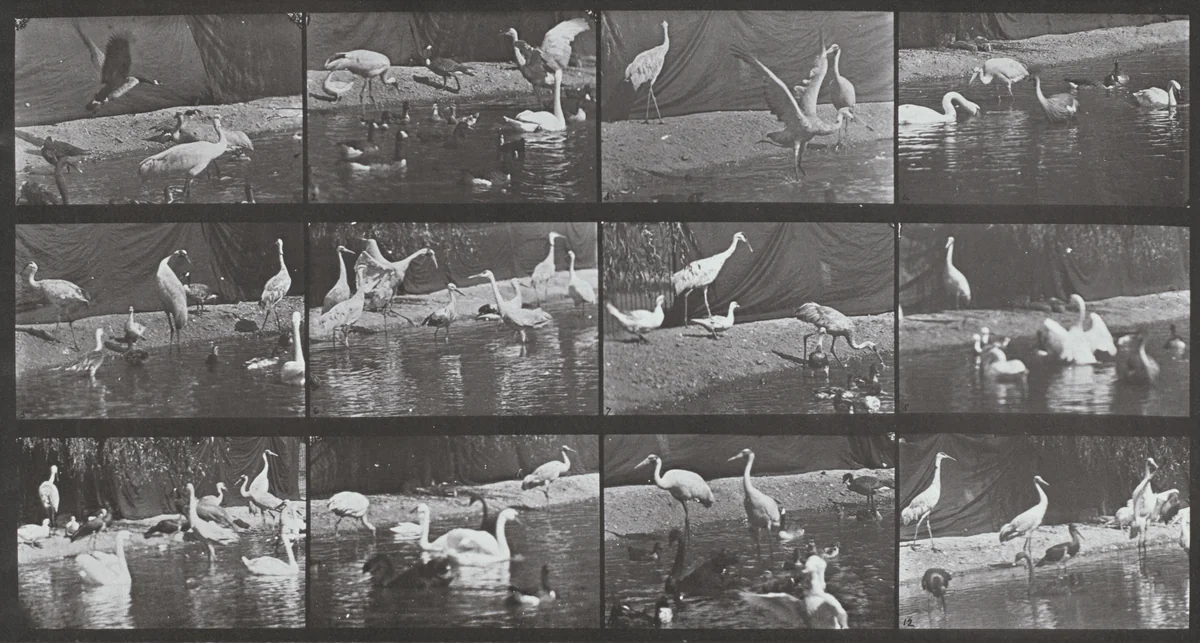 Plate Number 780. Storks, swans, etc. by Eadweard Muybridge, photograph, 1887