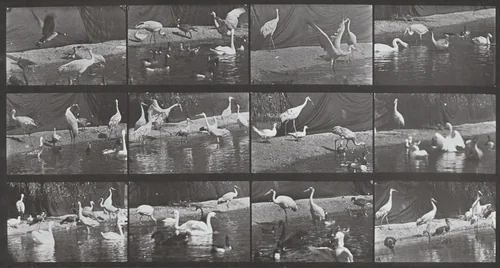 Plate Number 780. Storks, swans, etc. by Eadweard Muybridge, photograph, 1887