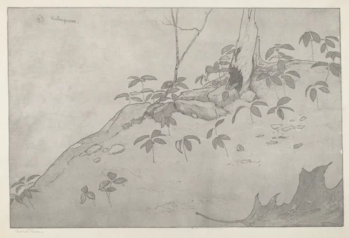 Wintergreens by Bolton Brown, print, 1916