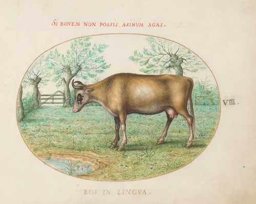 Plate 8: A Cow by Joris Hoefnagel, drawing, 1570-1599