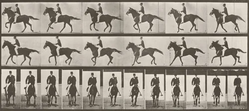 Plate Number 618. "Middleton" cantering, saddled by Eadweard Muybridge, photograph, 1887