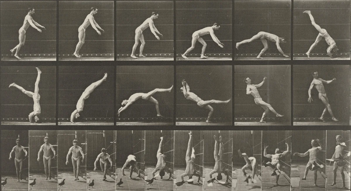Head-spring, a Flying Pigeon Interfering: Plate 365 from Animal Locomotion (1887 by Eadweard Muybridge, photograph, 1884