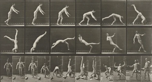 Head-spring, a Flying Pigeon Interfering: Plate 365 from Animal Locomotion (1887 by Eadweard Muybridge, photograph, 1884