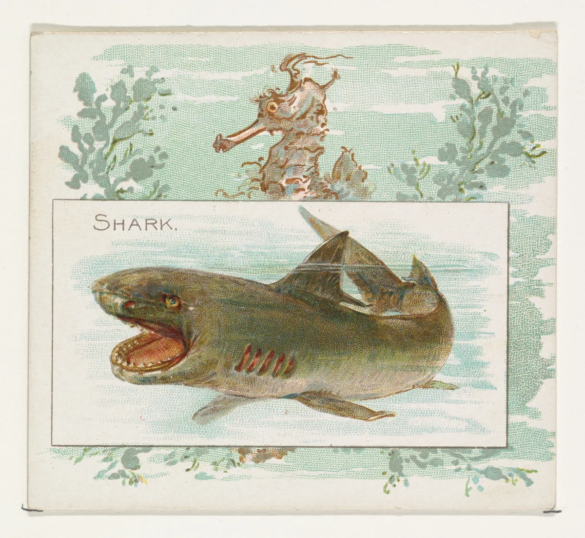 Shark, from Fish from American Waters series (N39) for Allen & Ginter Cigarettes by Allen & Ginter, print, 1889