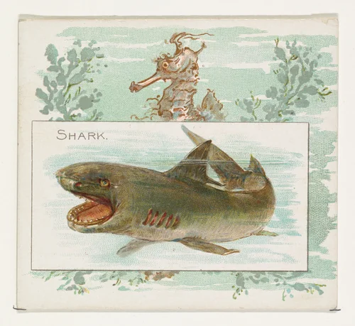 Shark, from Fish from American Waters series (N39) for Allen & Ginter Cigarettes by Allen & Ginter, print, 1889