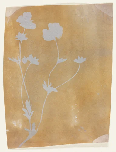 Stem of Leaves and Flowers by William Henry Fox Talbot, photograph, 1830-1842