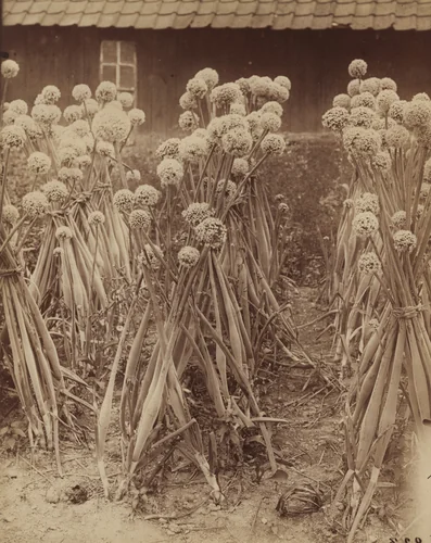 Oignons by Eugène Atget, photograph, 1900