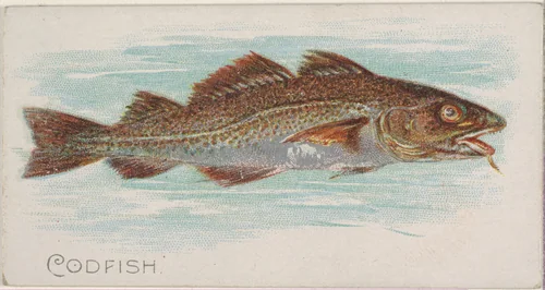 Codfish, from the Fish from American Waters series (N8) for Allen & Ginter Cigarettes Brands by Allen & Ginter, print, 1889