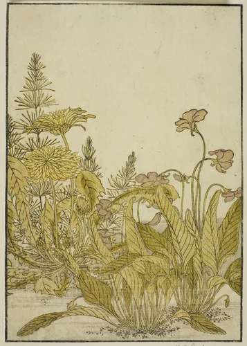 Spring Flowers: Violets and Dandelions, from the book "Mirror of Beautiful Women of the Pleasure Quarters (Seiro bijin awase sugata kagami)," vol. 1 by Katsukawa Shunsho (勝川 春章), print, 1776