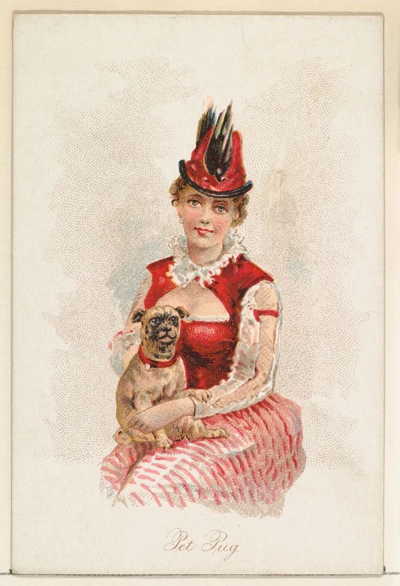 Pet Pug, from the Household Pets series (N194) issued by Wm. S. Kimball & Co. by William S. Kimball & Company, print, 1891