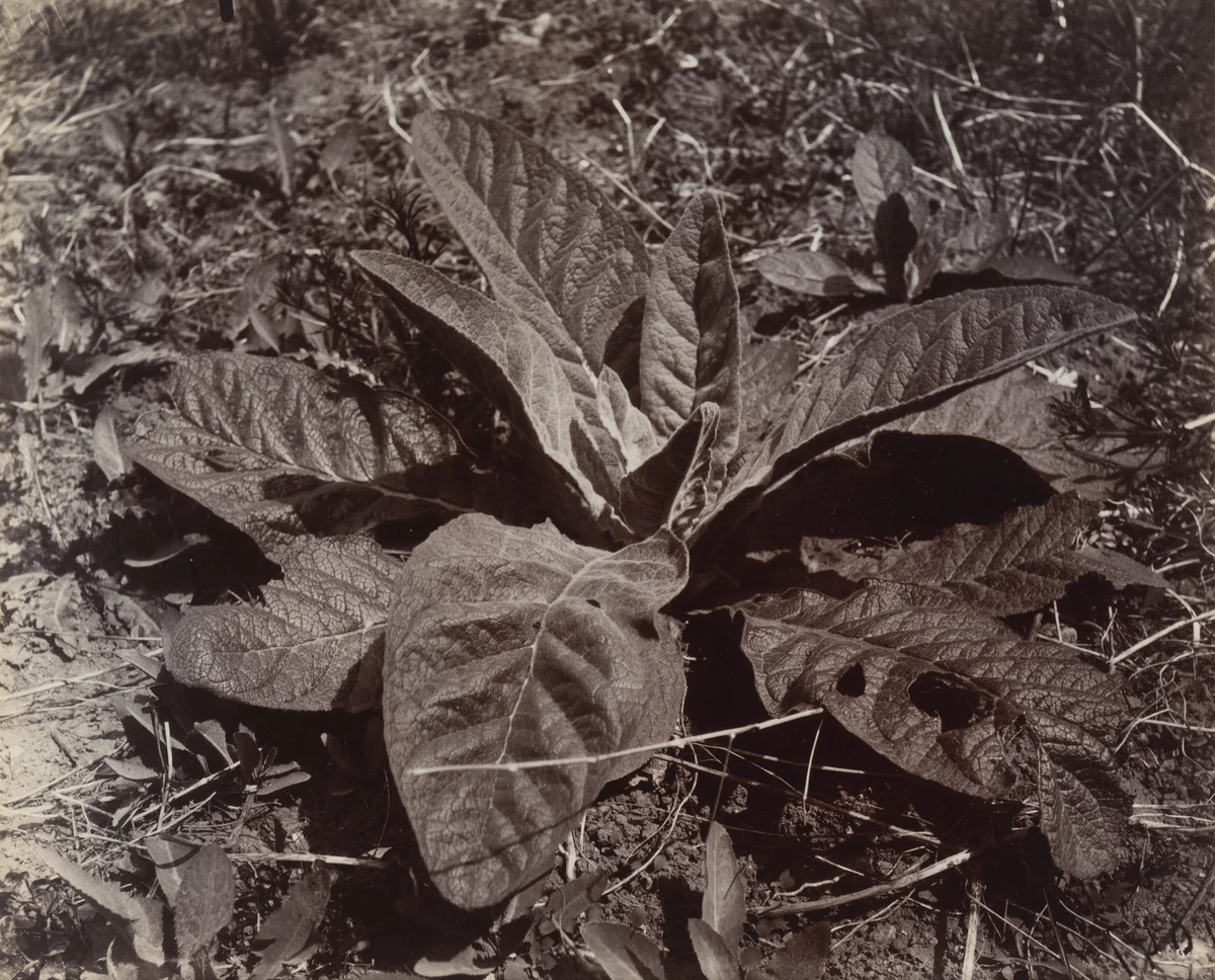 Bouillon-Blanc by Eugène Atget, photograph, 1921