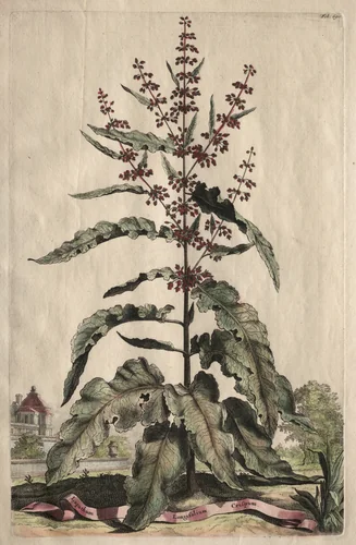 Phytographia Curiosa: Lapathum Longifolium Crispum by Abraham Munting, print, 1651-1683