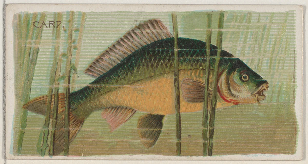 Carp, from the series Fishers and Fish (N74) for Duke brand cigarettes by Knapp & Company, print, 1888