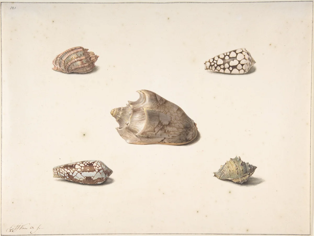 Five Shells by George Jacobus Johannes van Os, drawing, 1800-1861