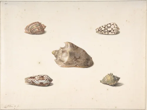 Five Shells by George Jacobus Johannes van Os, drawing, 1800-1861