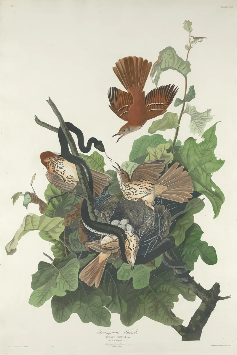 Ferruginous Thrush by Robert Havell, Jr.; John James Audubon, print, 1831