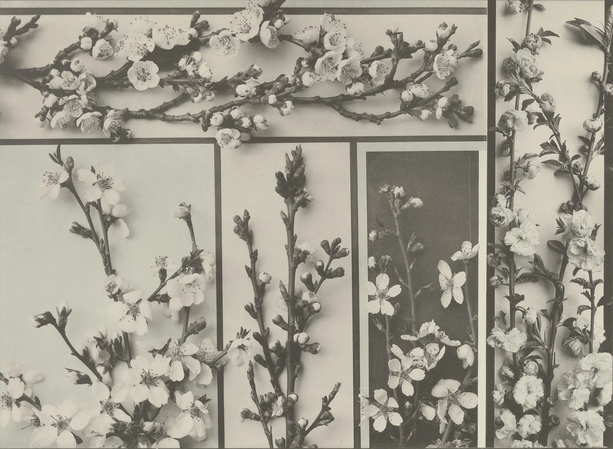 Page from Festons und Dekorative Gruppen by Unidentified Photographer, photograph, 1893