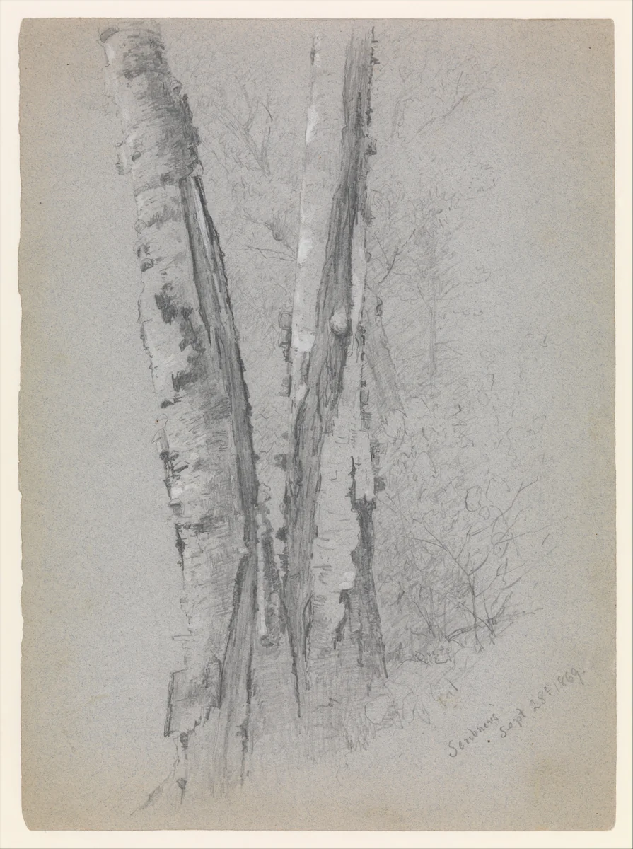 Study of Birch Trunks (Scribners') by Jervis McEntee, artwork, 1869