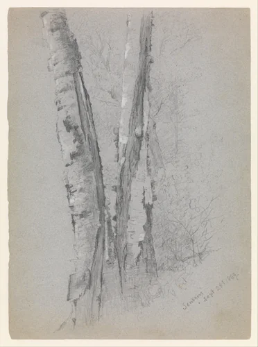 Study of Birch Trunks (Scribners') by Jervis McEntee, artwork, 1869