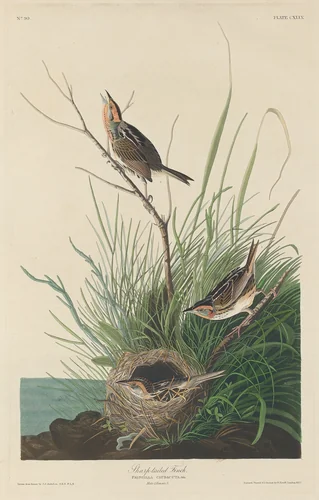 Sharp-Tailed Finch by Robert Havell, Jr.; John James Audubon, print, 1832
