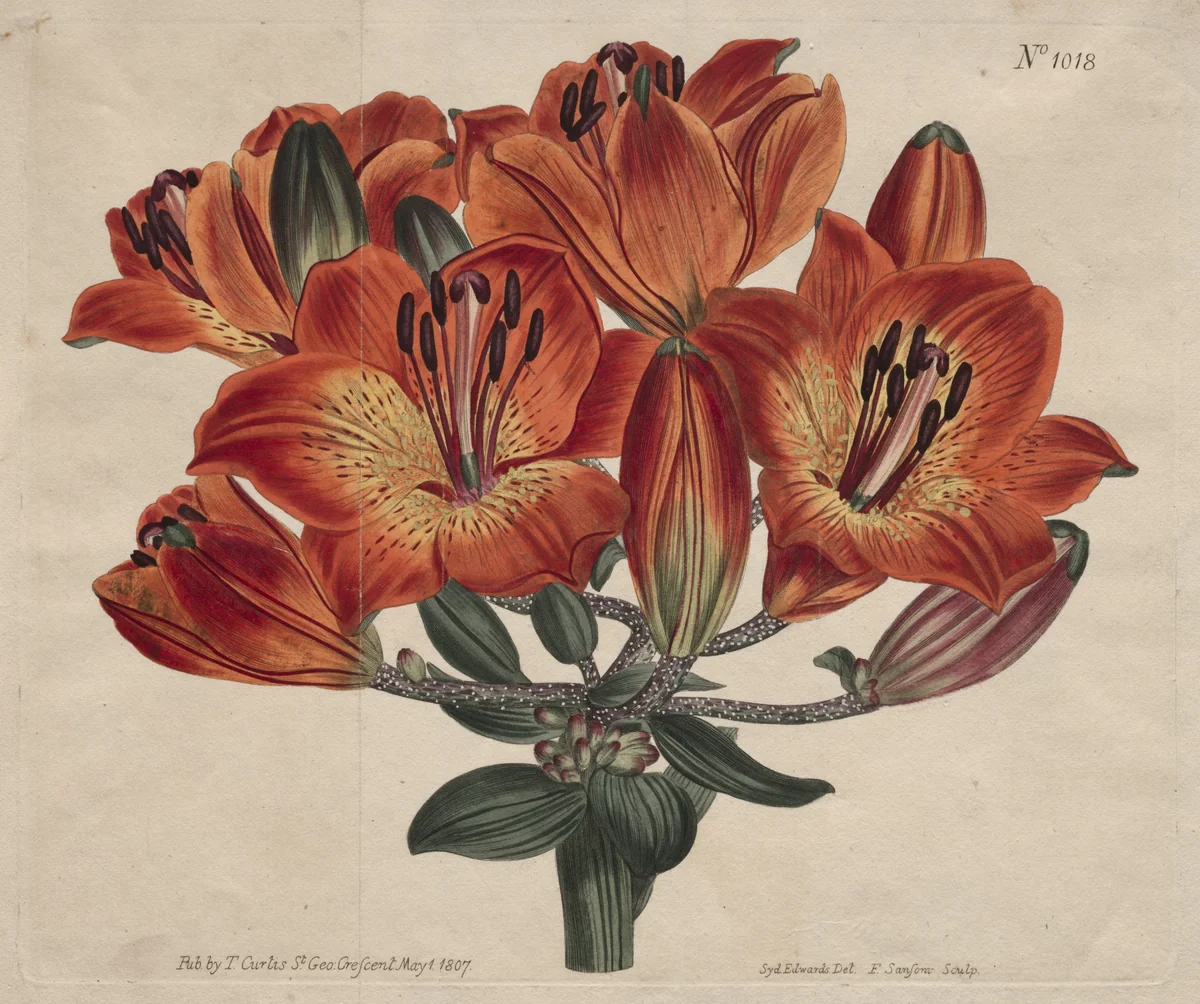 The Botanical Magazine or Flower Garden Displayed: Umbel-Flowering Bulb-Bearing Orange-Lily by Thomas Curtis, print, 1807