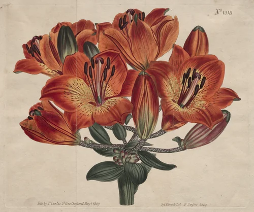 The Botanical Magazine or Flower Garden Displayed: Umbel-Flowering Bulb-Bearing Orange-Lily by Thomas Curtis, print, 1807
