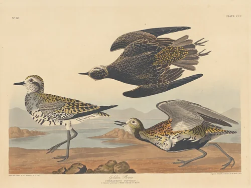 Golden Plover by Robert Havell, Jr.; John James Audubon, print, 1836