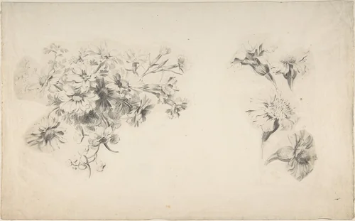 Studies of Flowers by anonymous, drawing, 1700-1800