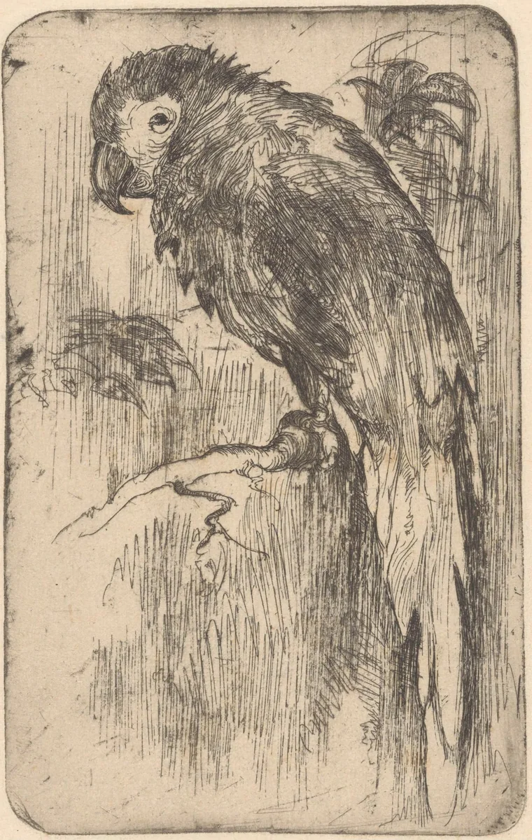 Papegaai op een tak by Willem Adrianus Grondhout, print, 1888-1934