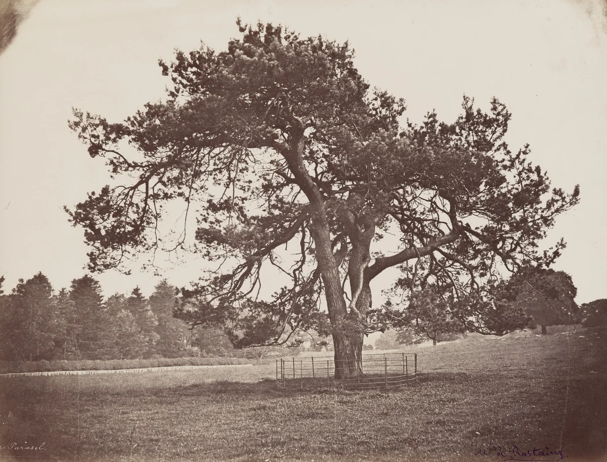 Parc de Hamilton Palace (Parasol Pine) by Marquis de Rostaing, photograph, 1853-1863