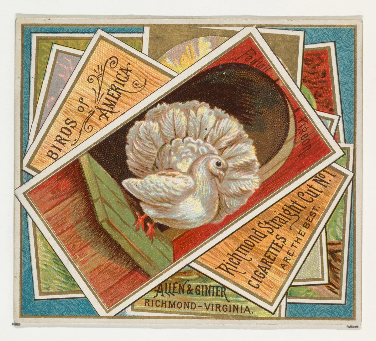 Fantail Pigeon, from the Birds of America series (N37) for Allen & Ginter Cigarettes by Allen & Ginter, print, 1888
