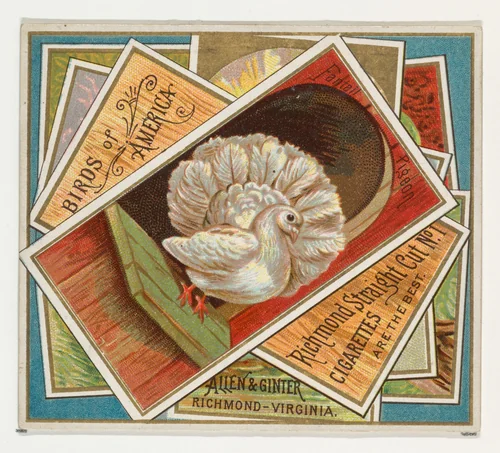 Fantail Pigeon, from the Birds of America series (N37) for Allen & Ginter Cigarettes by Allen & Ginter, print, 1888