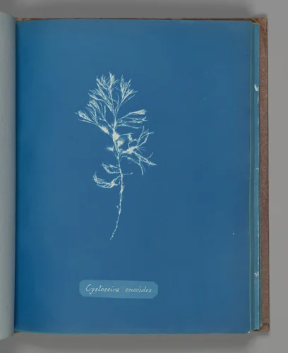 Cystoseira ericoides by Anna Atkins, photograph, 1851-1855
