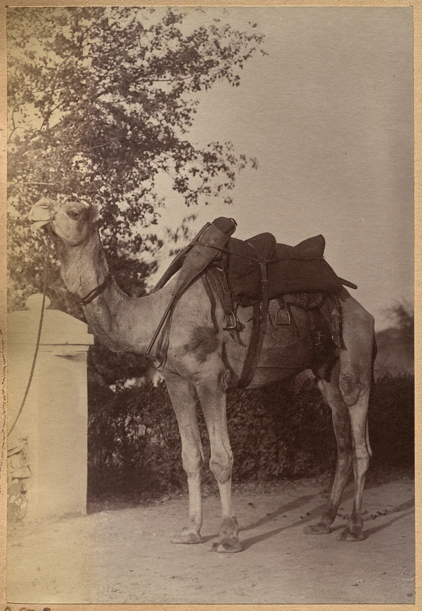 Captain Bailward's camel (verso, left) by Raja Deen Dayal, photograph, 1877-1892