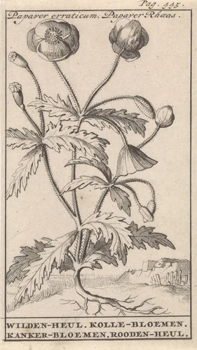 Klaproos by Caspar Luyken, print, 1698