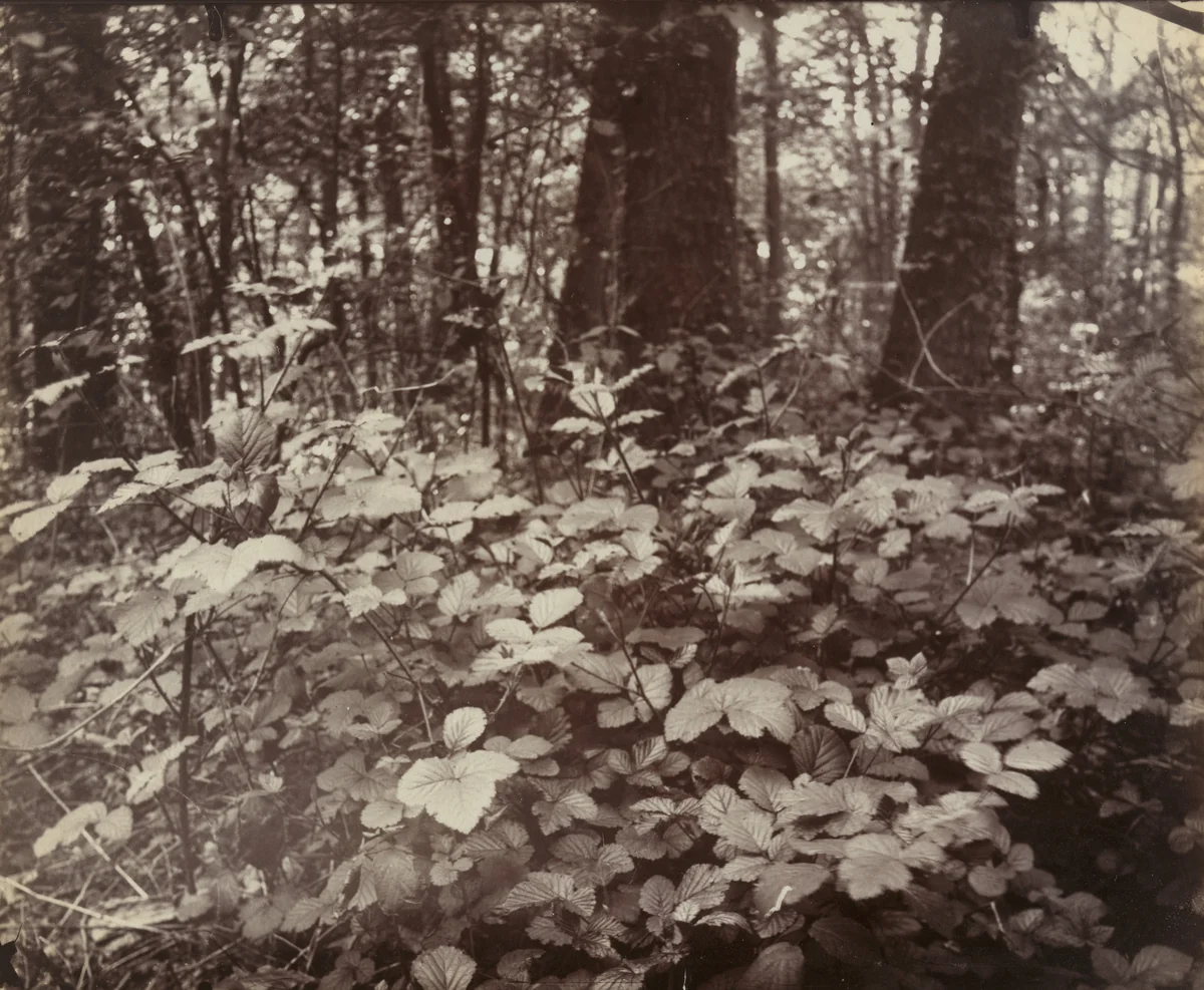 Roures by Eugène Atget, photograph, 1915