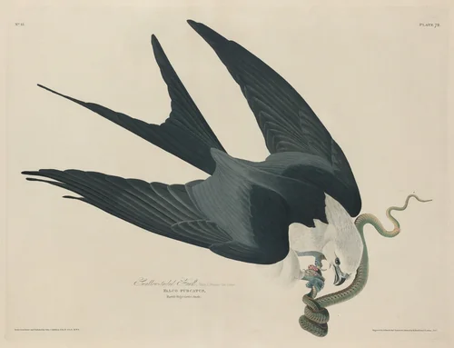 Swallow-tailed Hawk by Robert Havell, Jr.; John James Audubon, print, 1829