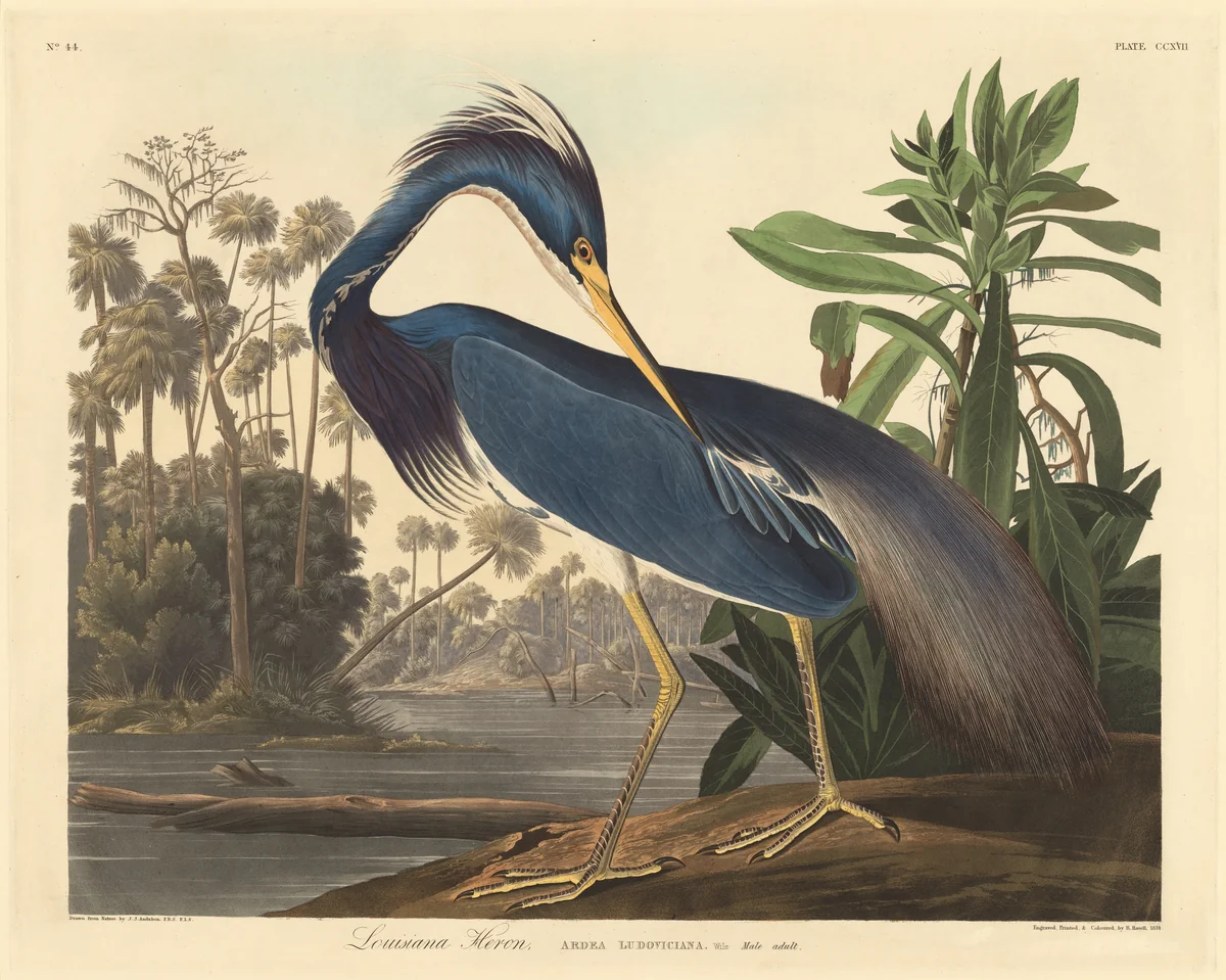 Louisiana Heron by Robert Havell, Jr.; John James Audubon, print, 1834