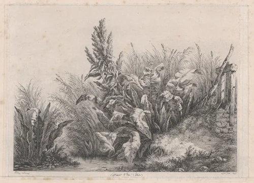 Great Water Dock Plant by Eugène Bléry, print, 1840
