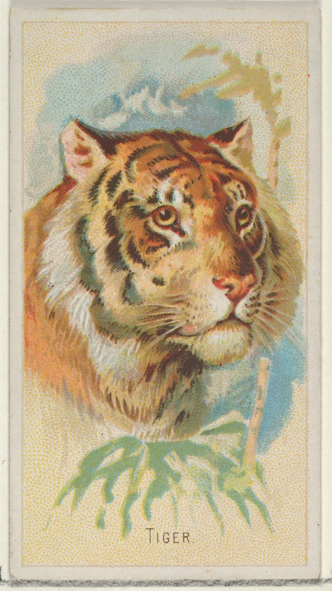 Tiger, from the Wild Animals of the World series (N25) for Allen & Ginter Cigarettes by Allen & Ginter, print, 1888