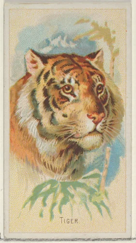 Tiger, from the Wild Animals of the World series (N25) for Allen & Ginter Cigarettes by Allen & Ginter, print, 1888
