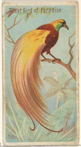 Great Bird of Paradise, from the Birds of the Tropics series (N5) for Allen & Ginter Cigarettes Brands by Allen & Ginter, print, 1889