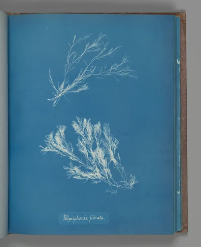 Polysiphonia fibrata by Anna Atkins, photograph, 1851-1855