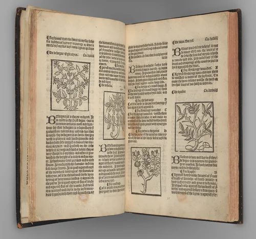 The Grete Herball by Peter Treveris, book, 1526