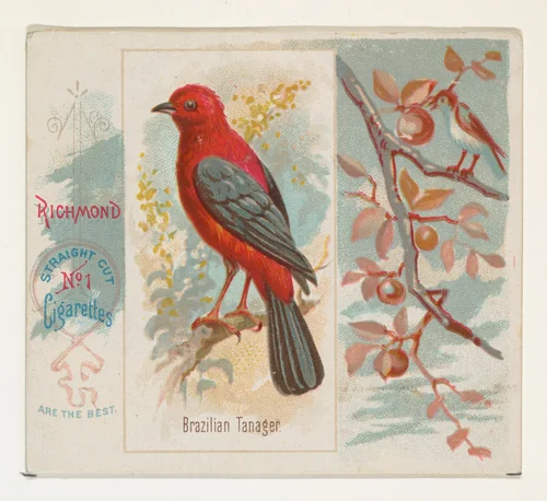 Brazilian Tanager, from the Song Birds of the World series (N42) for Allen & Ginter Cigarettes by Allen & Ginter, print, 1890
