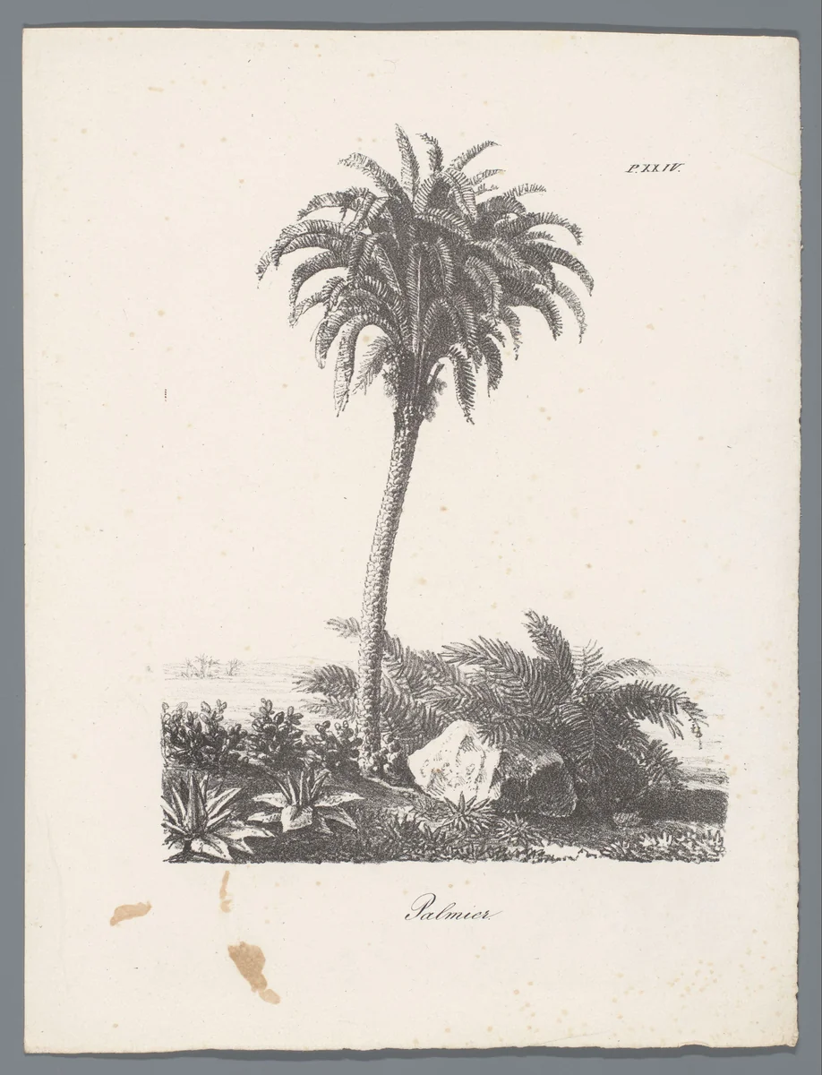 Palmboom by J. Bernard, print, 1820-1835
