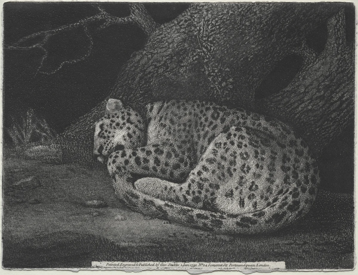 A Sleeping Leopard by George Stubbs, print, 1791
