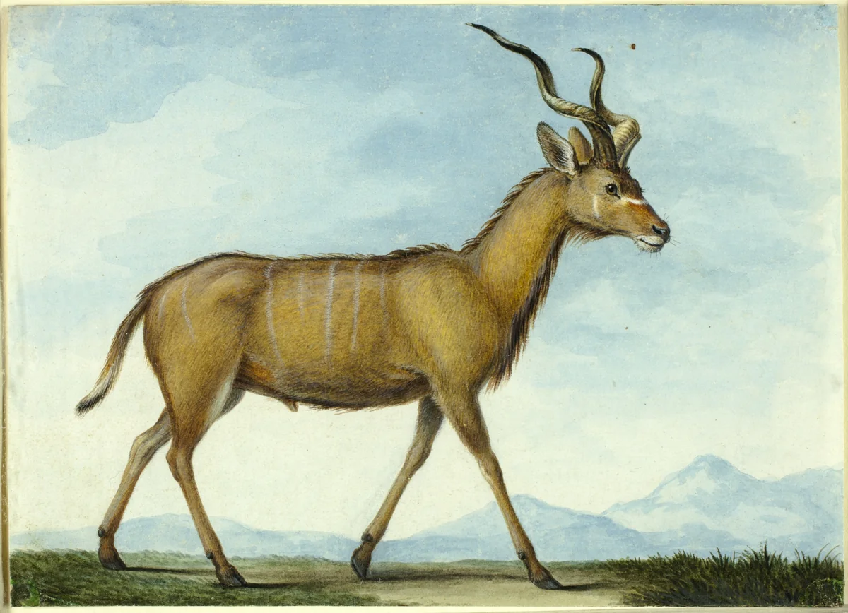 A Kudu by Nicolas Huet, other, 1790-1828