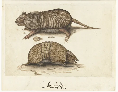 Album Sheet with Two Armadillos by Unknown, drawing, 1550-1570