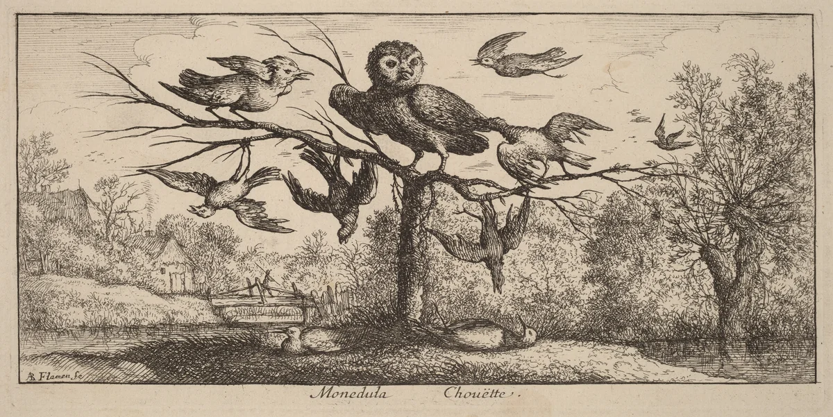 Monedula, The Owl by Albert Flamen, print, 1620-1669